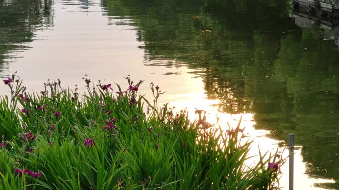 同里古镇 水乡 航拍 夏天 船 晴天