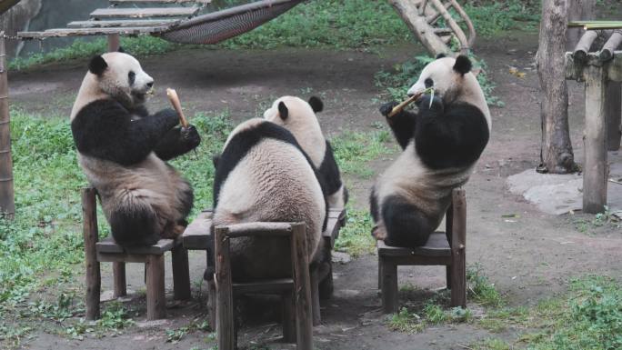 4只熊猫吃早饭