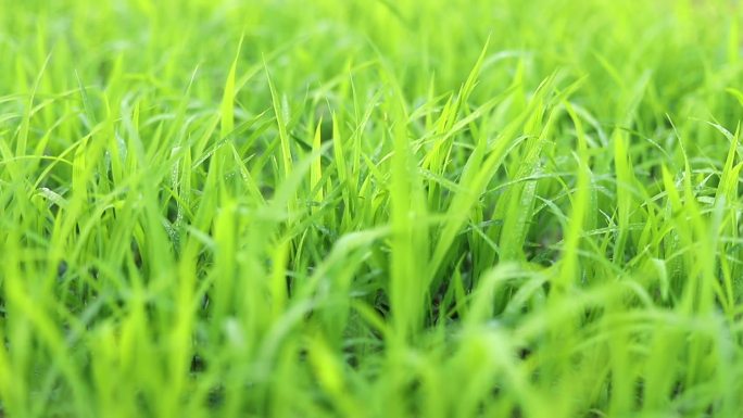 绿色的水稻秧苗