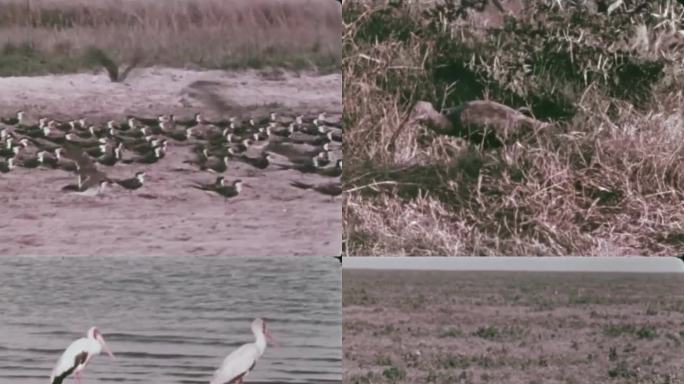 草原鸟类 60年代 70年代 鸟类天堂