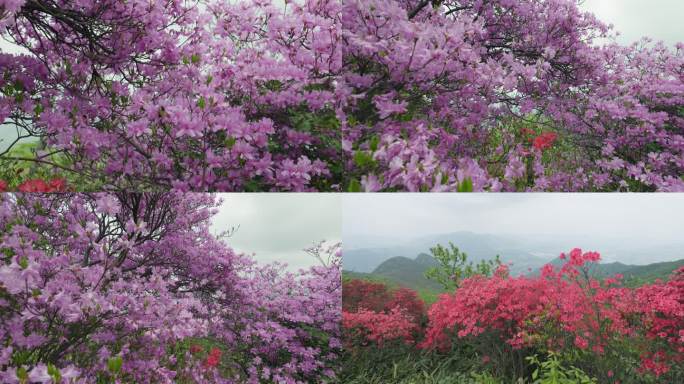 鸬鸟山杜鹃花春天映山红