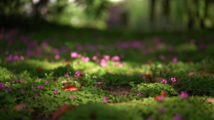 草地 野花 野草 小草 逆光 大自然