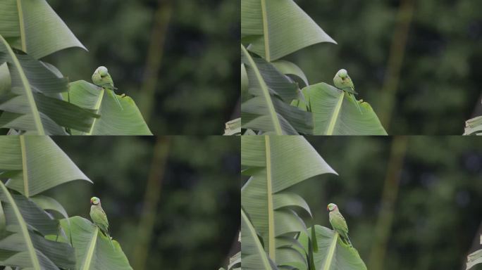野生红领绿鹦鹉停在芭蕉叶上