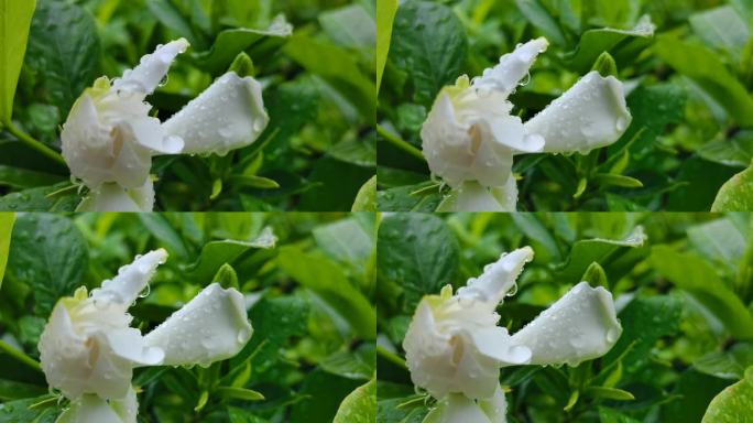 雨露花朵   娇嫩欲滴