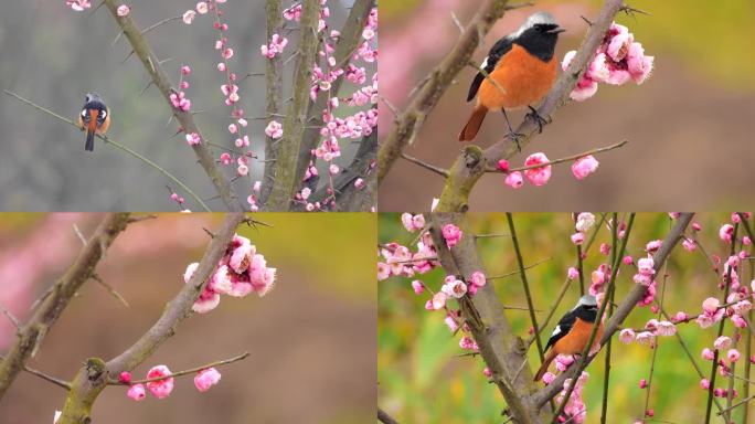 漂亮的梅花，花丛中的小鸟北红尾鸲
