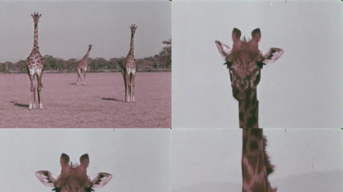 长颈鹿 60年代 70年代 长颈鹿群