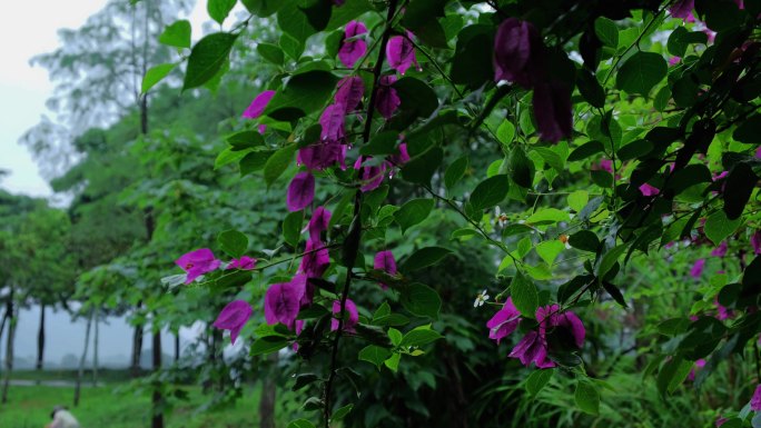 雨中三角梅