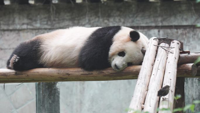 熊猫睡午觉
