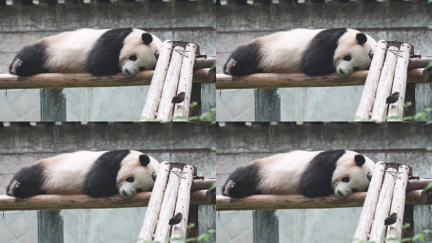 熊猫睡午觉