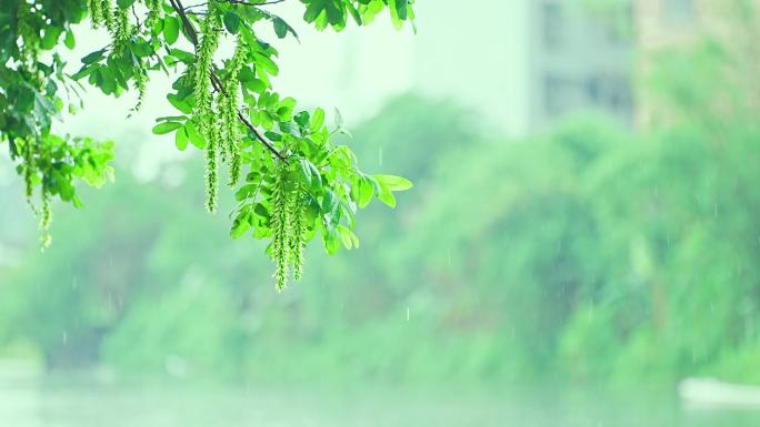 下雨唯美清新柳树空镜