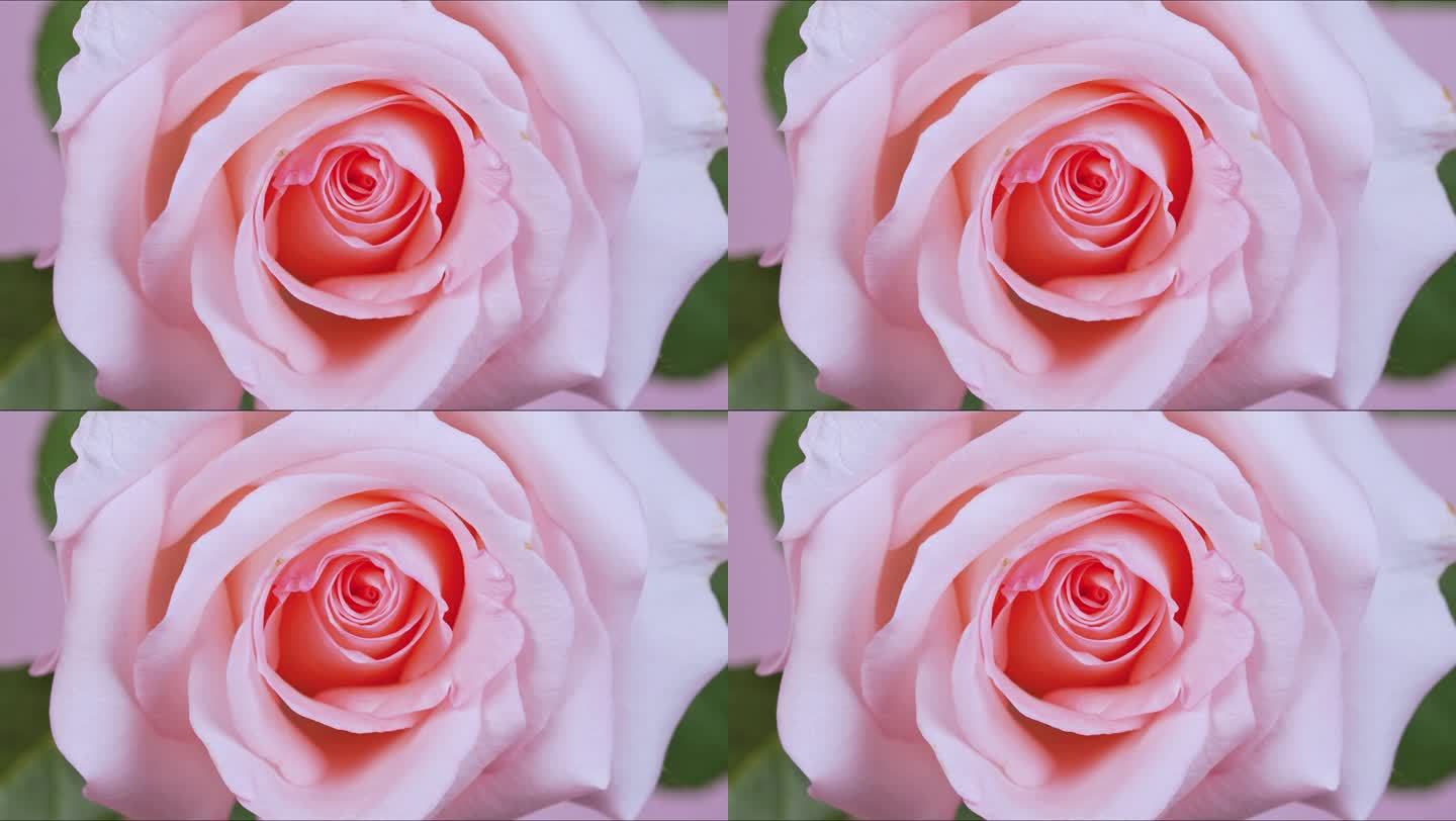 粉色玫瑰花开延时