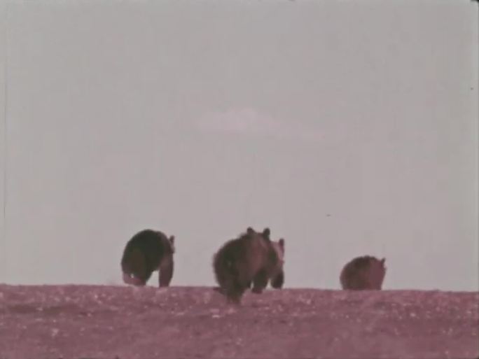 熊 60年代 70年代  熊觅食 熊一家