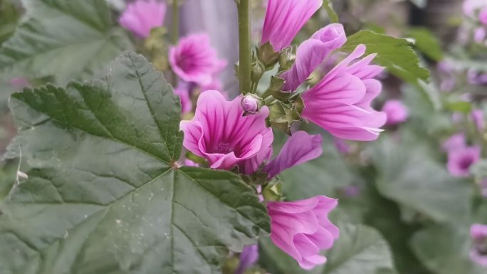 欧锦葵 花朵 植物 花卉 花