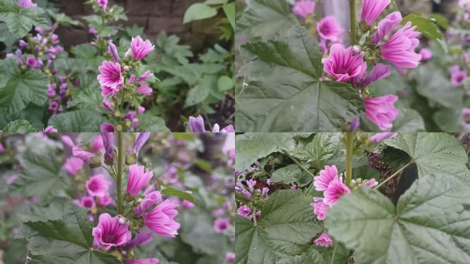 欧锦葵 花朵 植物 花卉 花