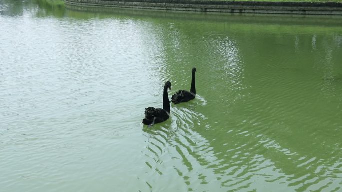 四川成都青白江凤凰湖湿地公园湖中黑天鹅