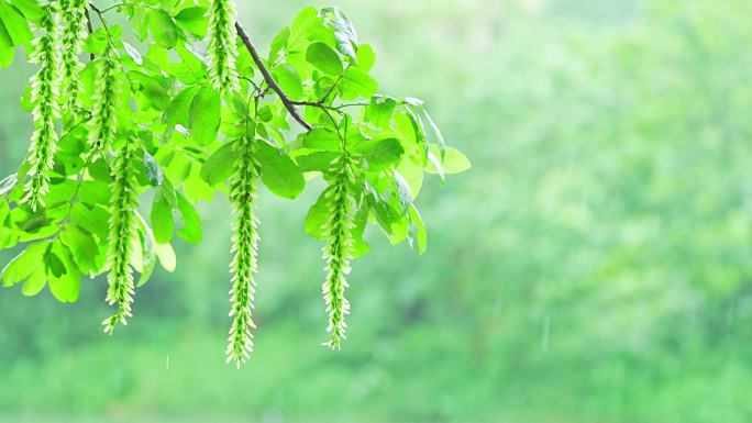 下雨唯美清新柳树空镜