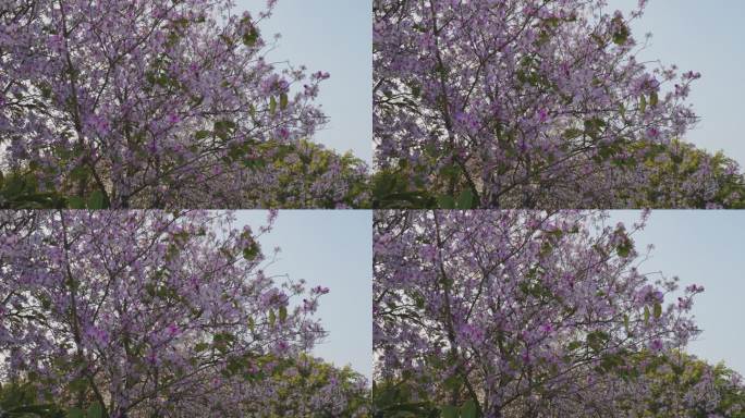 广州海珠湿地公园紫荆花视频