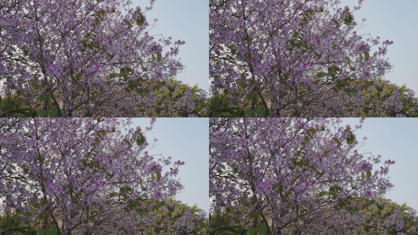 广州海珠湿地公园紫荆花视频