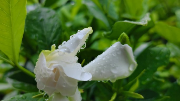 雨露花朵   娇嫩欲滴