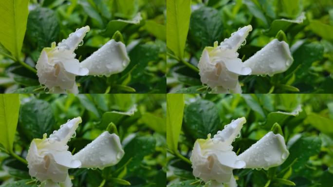 雨露花朵   娇嫩欲滴