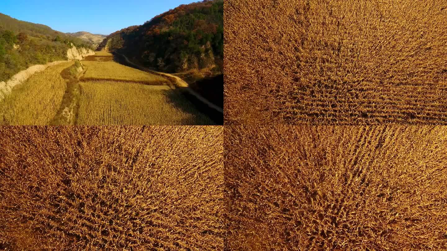 治沟造地航拍