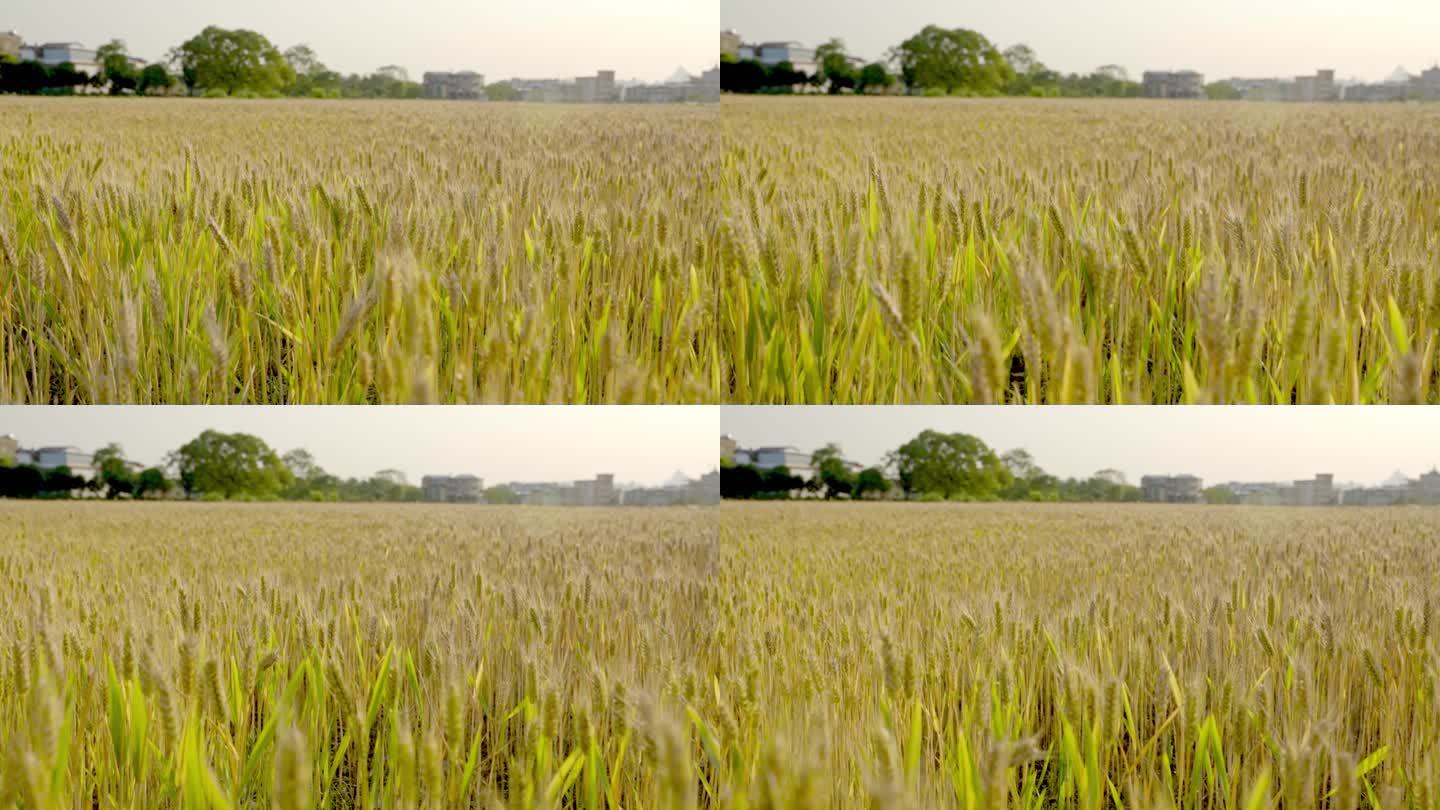 小麦麦田丰收农业粮食粮仓麦子麦粒播种种子