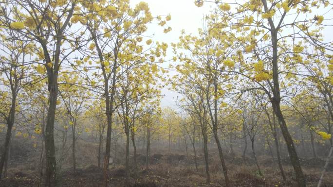 清晨雾气中的黄花风铃木航拍