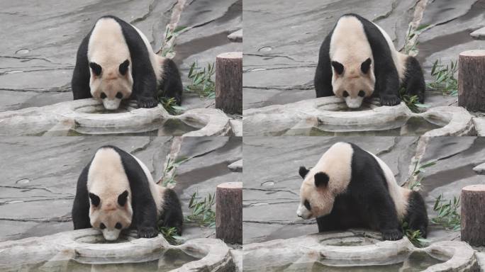 熊猫喝水
