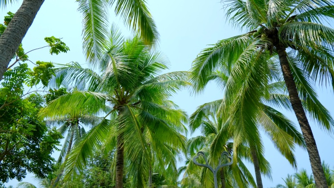 海南三亚椰树 海边椰子树 林荫小路