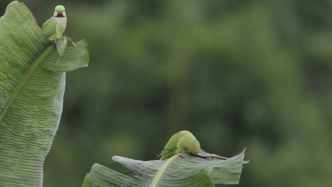 野生鹦鹉吃芭蕉叶