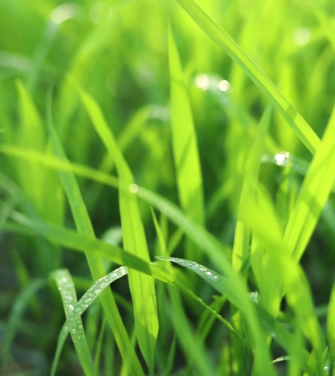 绿色的水稻秧苗