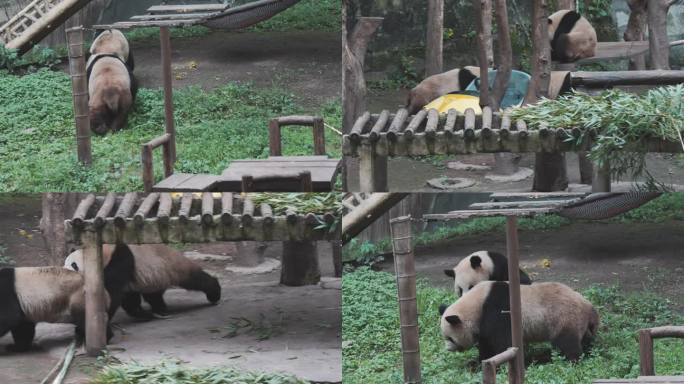 实拍熊猫素材