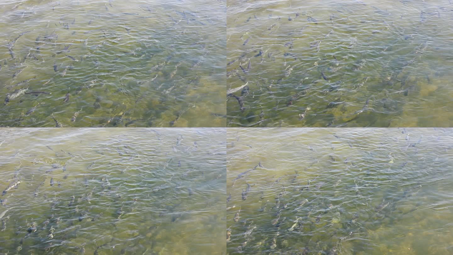 鱼群在清澈见底的水里游动