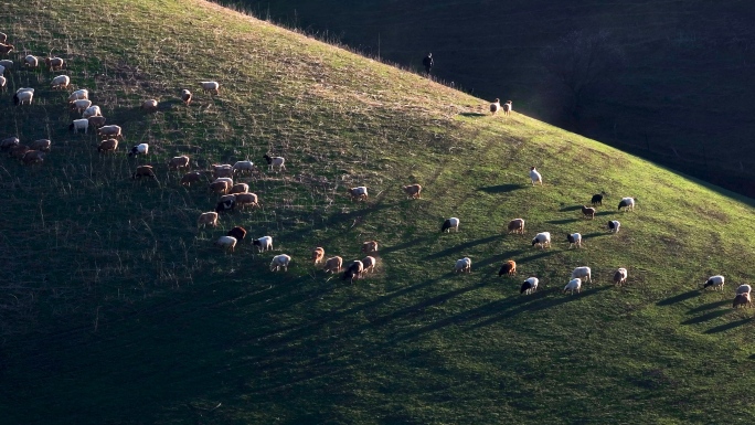 夕阳下放牧归家的羊群 素材 原创4K