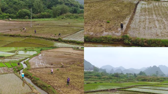 农忙农民在稻田插秧