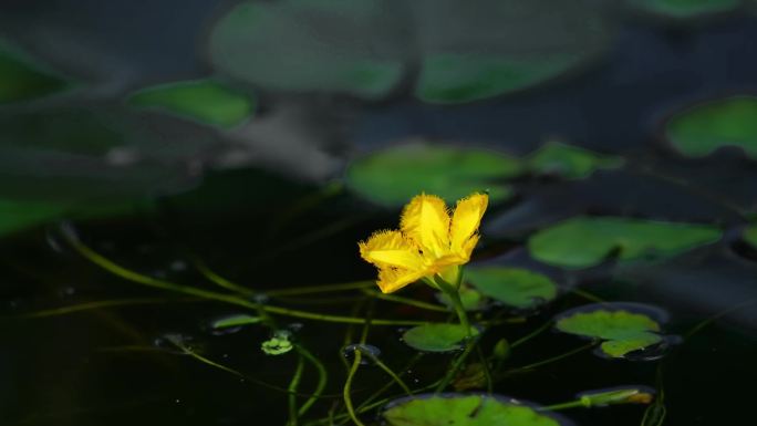 荇菜  开花 延时摄影 合辑 黄色 诗经