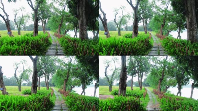 雨中江边小步道