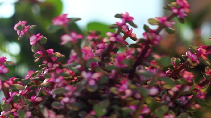 雅乐花 花朵 小花