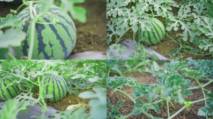 4K 西瓜地 西瓜 大棚西瓜 西瓜种植