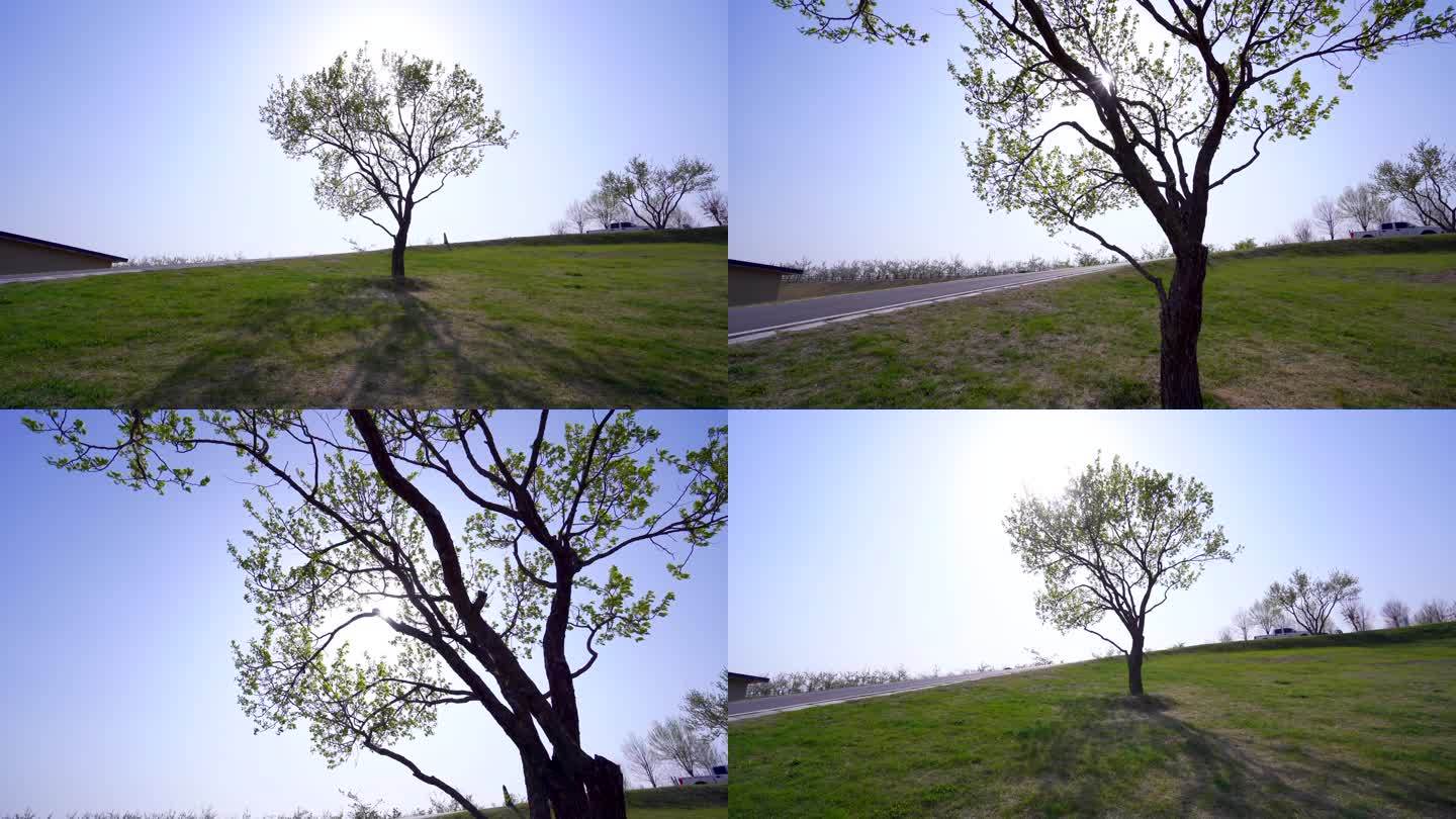草地上一棵树 运动拍摄