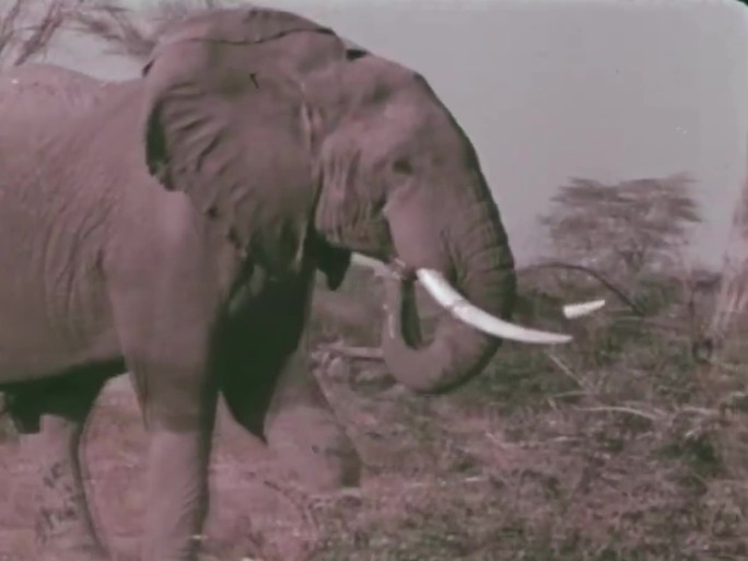 大象 60年代 70年代  大象族群