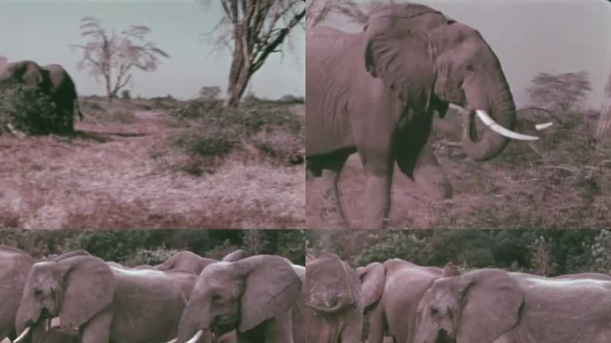 大象 60年代 70年代  大象族群