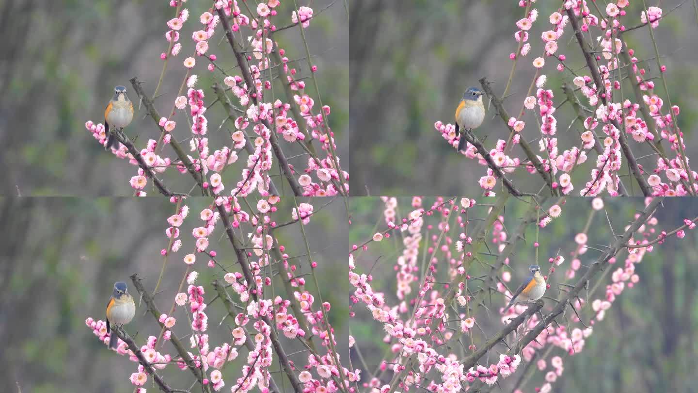 盛开的梅花，花丛中漂亮小鸟红胁蓝尾鸲