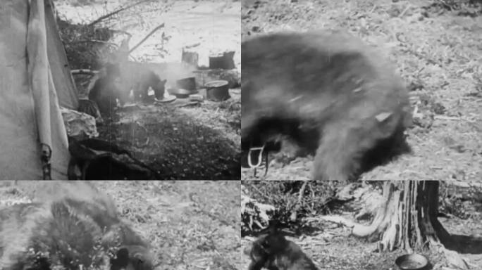 上世纪熊觅食 人类活动 猎杀 捕杀熊