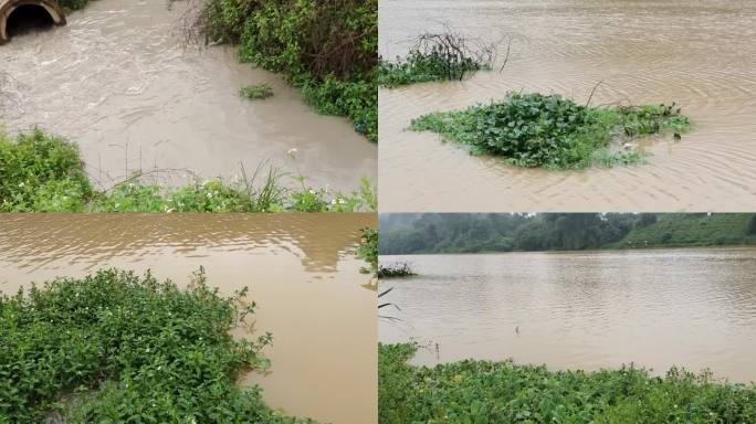 洪水排水口河水涨潮浸泡庄稼河流水位上升