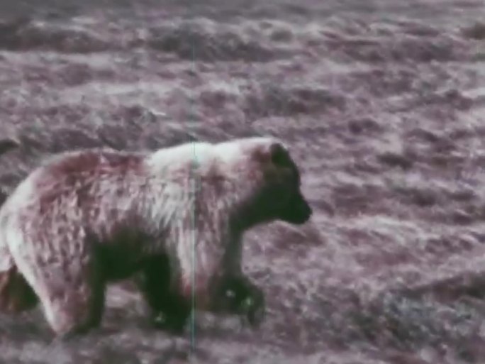 北极熊 熊  60年代 70年代 熊幼崽