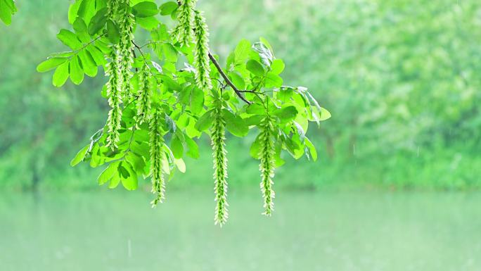 下雨唯美清新柳树空镜