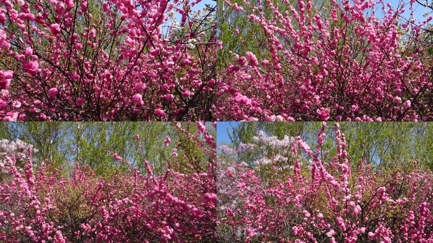 鲜花盛开的城市