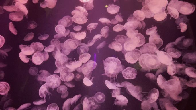 水母跳舞唯美 海底世界色彩变化