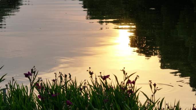 同里古镇 水乡 航拍 夏天 船 晴天